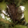 Choinka sztuczna Premium Royal Trees 240 cm świerk syberyjski, drzewko świąteczne