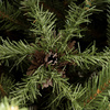 Choinka sztuczna Premium Royal Trees 240 cm świerk syberyjski, drzewko świąteczne