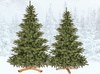 Choinka sztuczna Premium Royal Trees 220 cm świerk naturalny, drzewko świąteczne jak żywe